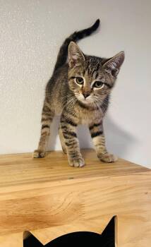 Rescue Domestic Short Hair Cats for Adoption in Brooks, Maine - Chance | PetCurious