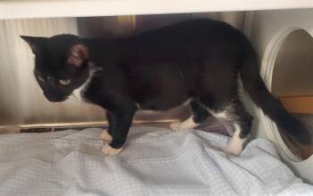 HOUSTON -  Domestic Short Hair Cat for Adoption in St. Louis, Missouri - HOUSTON | PetCurious