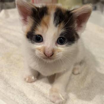 Amelia Rose -  Domestic Short Hair Cat for Adoption in Long Beach, California - Amelia Rose | PetCurious