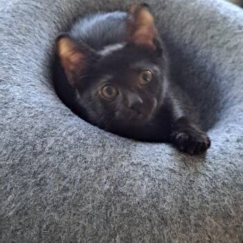 Rescue Domestic Short Hair Cats for Adoption in Boca Raton, Florida - Vanilla Bean | PetCurious