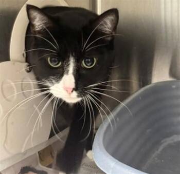 CLOVER -  Domestic Short Hair Cat for Adoption in Anchorage, Alaska - CLOVER | PetCurious