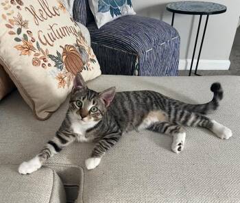 Rescue Domestic Short Hair Cats for Adoption in Pawleys Island, South Carolina - Leo | PetCurious