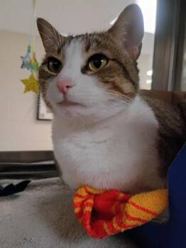 Domestic Short Hair Cats Available for Adoption in West Chester, Pennsylvania - Tippy | PetCurious