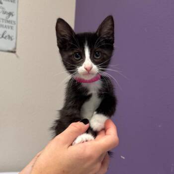 Zelda -  Domestic Short Hair Cat for Adoption in Englewood, Florida - Zelda | PetCurious