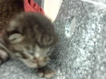 Domestic Medium Hair Cats Available for Adoption - REMY | PetCurious