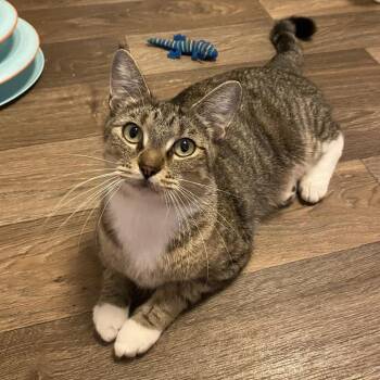 Mira -  Domestic Short Hair Cat for Adoption in Bentonville, Arkansas - Mira | PetCurious
