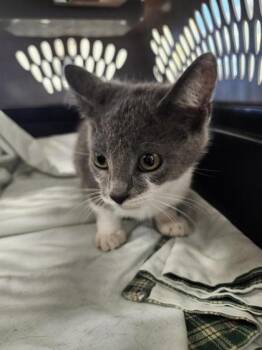 Wisteria -  Domestic Short Hair Cat for Adoption in Columbus, Indiana - Wisteria | PetCurious