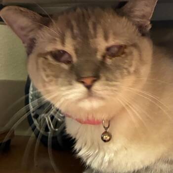 Siamese Cats Available for Adoption in Goleta, California - Snowball | PetCurious