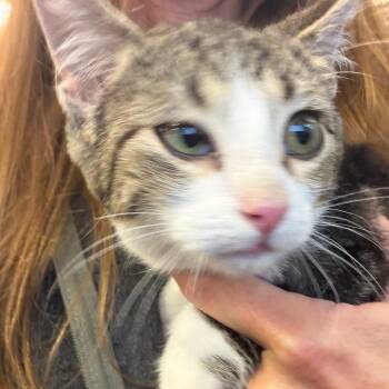 Romaine -  Domestic Short Hair Cat for Adoption in Norman, Oklahoma - Romaine | PetCurious