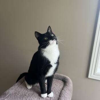 Domestic Short Hair Cats Available for Adoption - Preston | PetCurious