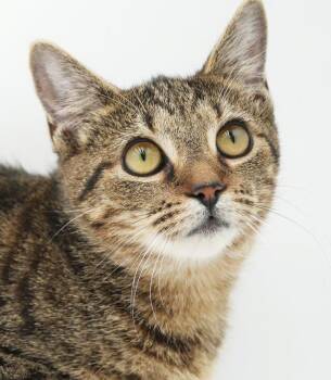 Nutmeg is nothing but SWEET SWEET SWEET -  Bengal and Tabby Cat for Adoption in Bedford Hills, New York - Nutmeg Is Nothing But SWEET SWEET SWEET | PetCurious