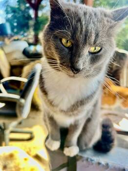 Domestic Short Hair Cats Available for Adoption - Humpfree Bogart | PetCurious