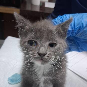 Gummy Bear -  Domestic Short Hair Cat for Adoption in Summerville, South Carolina - Gummy Bear | PetCurious