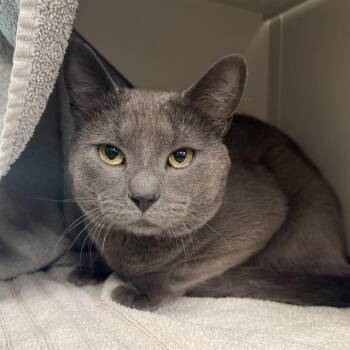 Domestic Short Hair Cats Available for Adoption - BIG MAC | PetCurious