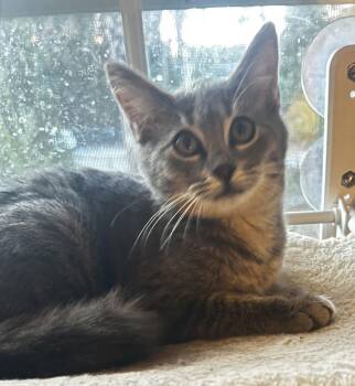 Domestic Short Hair Cats Available for Adoption - Canasta | PetCurious