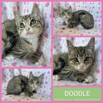 Doodle -  Domestic Short Hair Cat for Adoption in Corpus Christi, Texas - Doodle | PetCurious