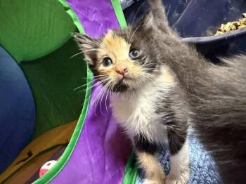 Chrome (Available est 7/24/26) -  Domestic Short Hair and Calico Cat for Adoption in Williamsburg, Iowa - Chrome (Available Est 7/24/26) | PetCurious