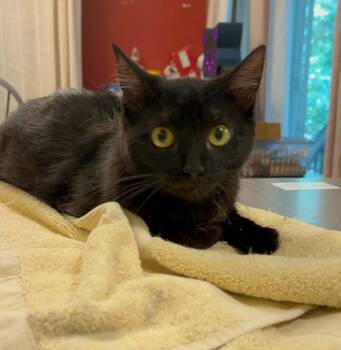 Pancake Ga. -  Domestic Short Hair Cat for Adoption in West Peoria, Illinois - Pancake Ga. | PetCurious