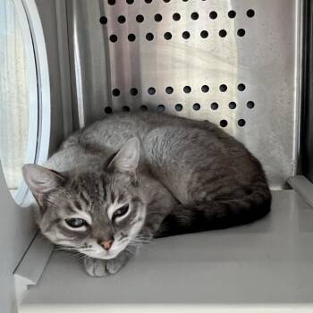 Clyde -  Siamese and Domestic Short Hair Cat for Adoption in Houston, Texas - Clyde | PetCurious