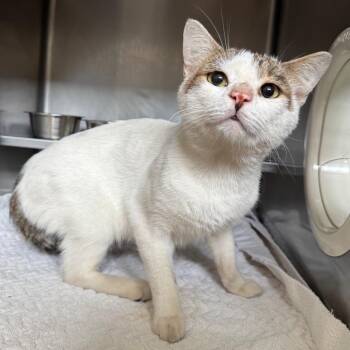 Utah -  Domestic Short Hair Cat for Adoption in Bristol, Indiana - Utah | PetCurious