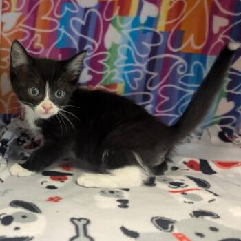 Aro -  Domestic Short Hair Cat Available for Adoption - Aro | PetCurious