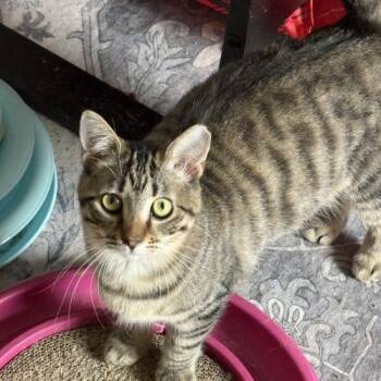 Tabby and Domestic Short Hair Cats Available for Adoption - Myrtle Mae | PetCurious