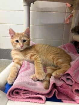 SUMMER -  Domestic Short Hair Cat for Adoption in Leesburg, Virginia - SUMMER | PetCurious