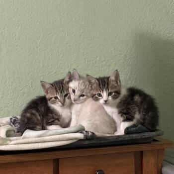 Tabby and Siamese Cats Available for Adoption in Buffalo, New York - Dao Jai, Bonsai, And Haiku | PetCurious