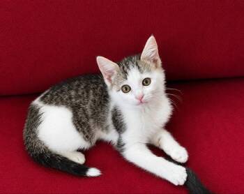 Domestic Medium Hair Cats Available for Adoption in Knoxville, Tennessee - Melly | PetCurious