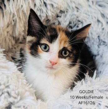 Goldie -  Domestic Short Hair Cat for Adoption - Goldie | PetCurious