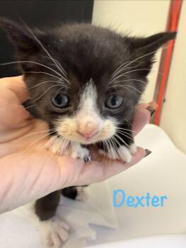 Dexter -  Tuxedo Cat for Adoption in Crescent City, California - Dexter | PetCurious