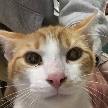 Rescue Domestic Short Hair Cats for Adoption in Sioux Falls, South Dakota - Oakley | PetCurious