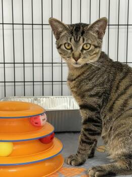 Domestic Short Hair Cats Available for Adoption - Avocado | PetCurious