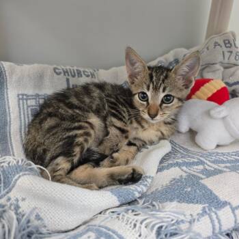 Mrs. Norris -  Domestic Short Hair Cat for Adoption - Mrs. Norris | PetCurious