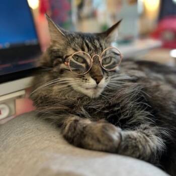 Rescue Domestic Long Hair and Tabby Cats for Adoption in Rochester Hills, Michigan - Darcy (Bonded With Bingley) | PetCurious