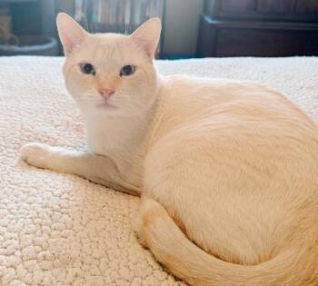 Rescue Siamese Cats for Adoption in Philadelphia, Pennsylvania - Gumbo | PetCurious