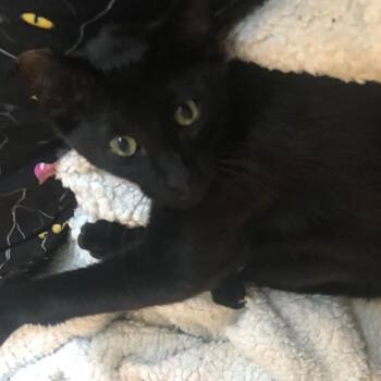 Domestic Short Hair Cats Available for Adoption in Burnaby, British Columbia - Bubbles | PetCurious