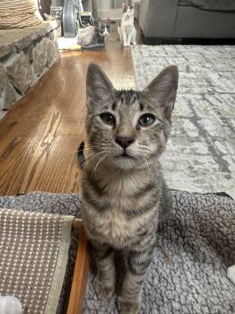 Pepe -  Tabby Cat for Adoption in Lawrenceville, Georgia - Pepe | PetCurious