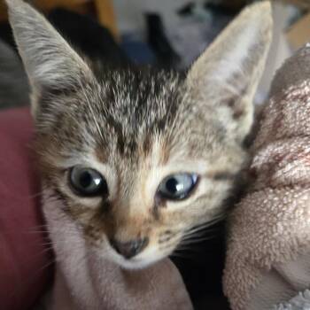 Domestic Short Hair Cats Available for Adoption in Madison, Wisconsin - Curly | PetCurious