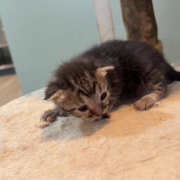 Samosa -  Domestic Short Hair Cat for Adoption in Livingston, Texas - Samosa | PetCurious