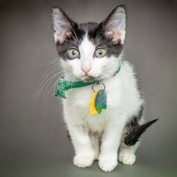Domestic Short Hair Cats Available for Adoption in St. Louis, Missouri - TWLIGHT | PetCurious