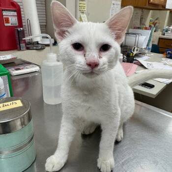 Ivory -  Domestic Short Hair Cat for Adoption in Pekin, Illinois - Ivory | PetCurious