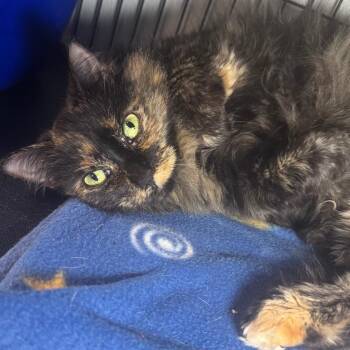 Cocoa Bean (Lara) -  Domestic Medium Hair Cat for Adoption in Saginaw, Michigan - Cocoa Bean (Lara) | PetCurious
