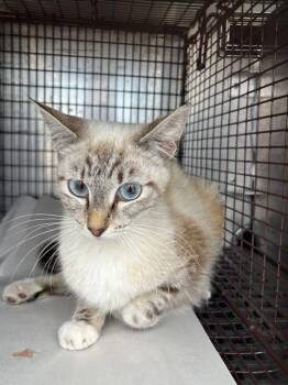 Domestic Short Hair Cats Available for Adoption in Doral, Florida - BRIGHT EYES | PetCurious