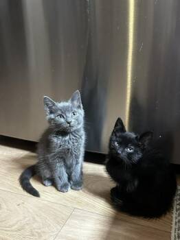 The Dark Knight aka Batman -  Domestic Short Hair Cat for Adoption in Union Grove, Wisconsin - The Dark Knight Aka Batman | PetCurious