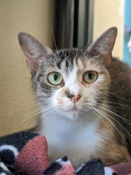 Sue -  Domestic Short Hair Cat for Adoption in San Antonio, Texas - Sue | PetCurious