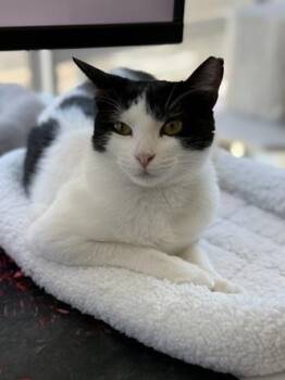 Mama Moo -  Domestic Short Hair and Tuxedo Cat for Adoption in San Francisco, California - Mama Moo | PetCurious
