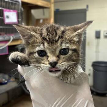 Domestic Short Hair Cats Available for Adoption in Pensacola, Florida - GRACE | PetCurious