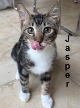 Jasper Tras. (sweet, playful, social male kitten-adores people) -  Domestic Short Hair and Tabby Cat for Adoption in Stowe, Pennsylvania - Jasper Tras. (sweet, Playful, Social Male Kitten-adores People) | PetCurious