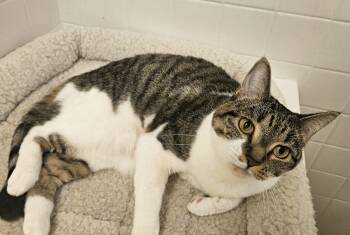 Rescue Domestic Short Hair Cats for Adoption in Syracuse, New York - Belinda | PetCurious